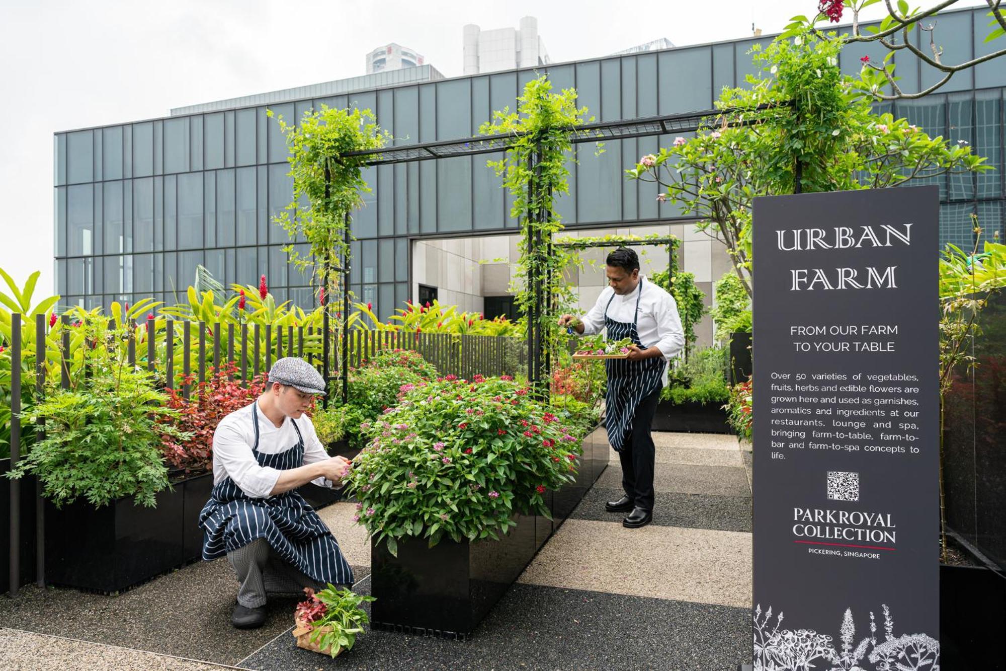 Parkroyal Collection Pickering, Szingapúr Kültér fotó The photo shows an urban farm setting where two individuals are tending to plants. One person is crouched down, checking or maintaining the plants while wearing a cap and an apron, and the other is standing nearby, also attending to the greenery. Sur